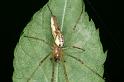 Tetragnatha_montana_D3735_Z_82_Vinkenveense plassen_Nederland